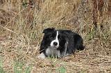 BORDER COLLIE 040
